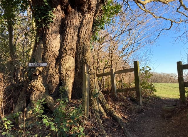 Woodland bridleway path beside an old tree on a RAGS countryside walk