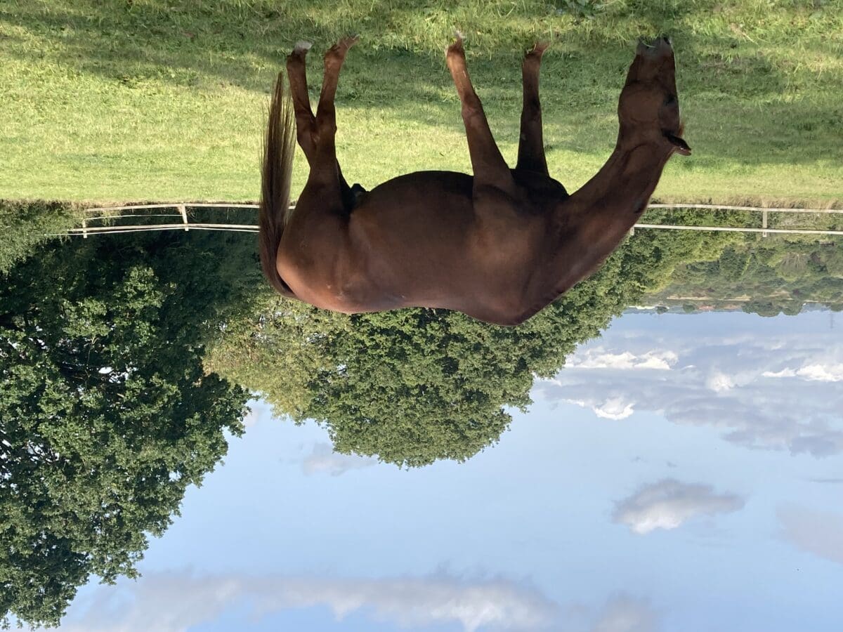 Horse standing beside a pond with its reflection in the water