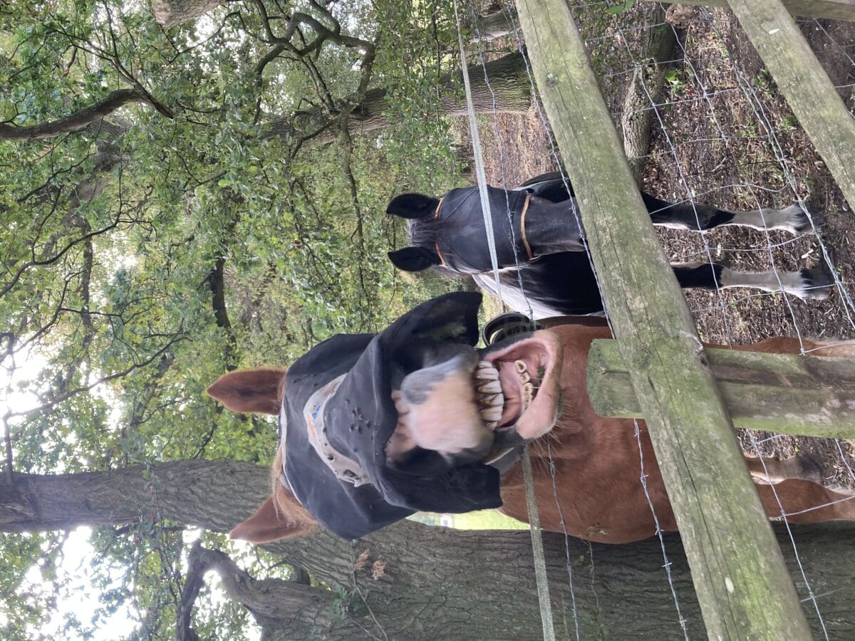 Horses wearing fly masks in a field, one baring its teeth