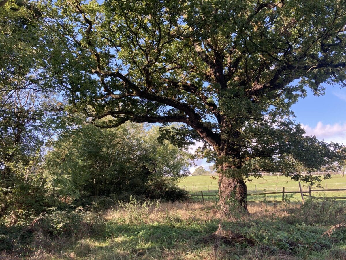Large oak tree in a countryside field, taken on a group walk