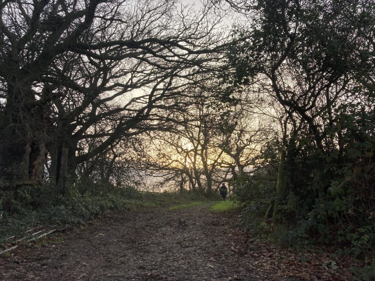 Woodland path at sunset during a winter group walk