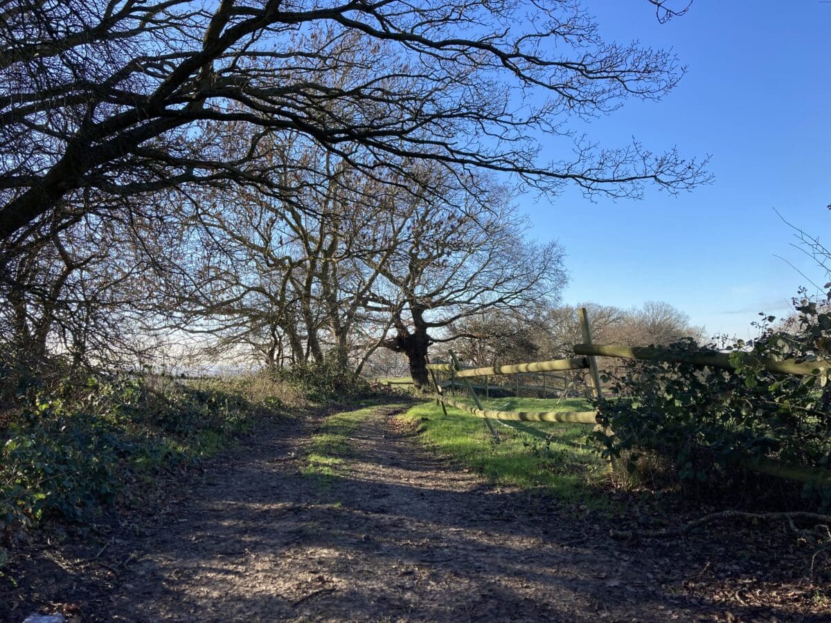 Countryside path lined with trees and a wooden fence