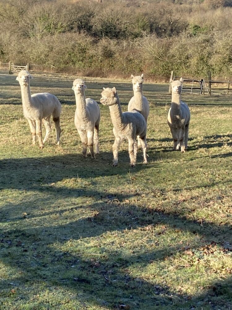 A group of alpacas in a field on a RAGS countryside outing
