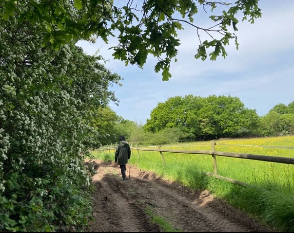 Person walking a country track past blossom and open fields