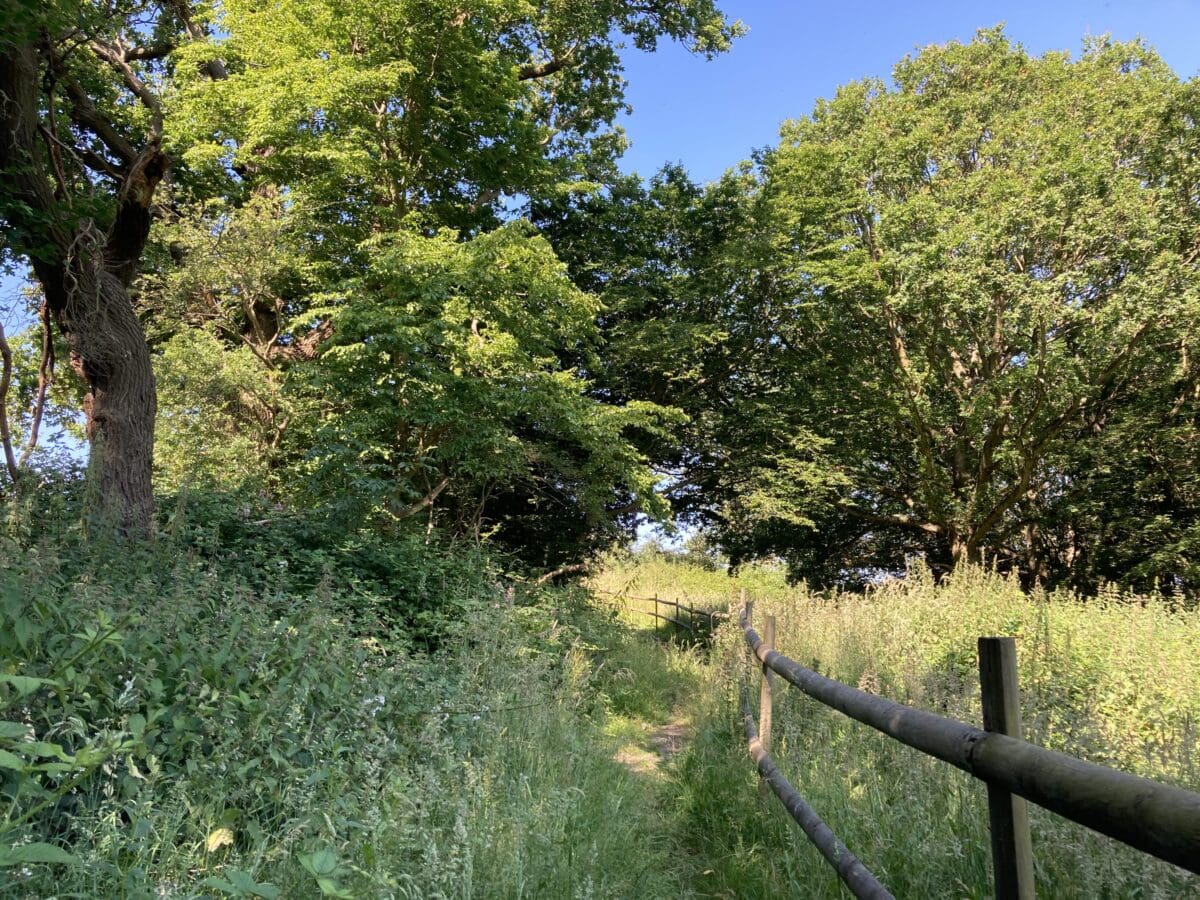 Sunlit woodland path beside a wooden fence on a summer walk