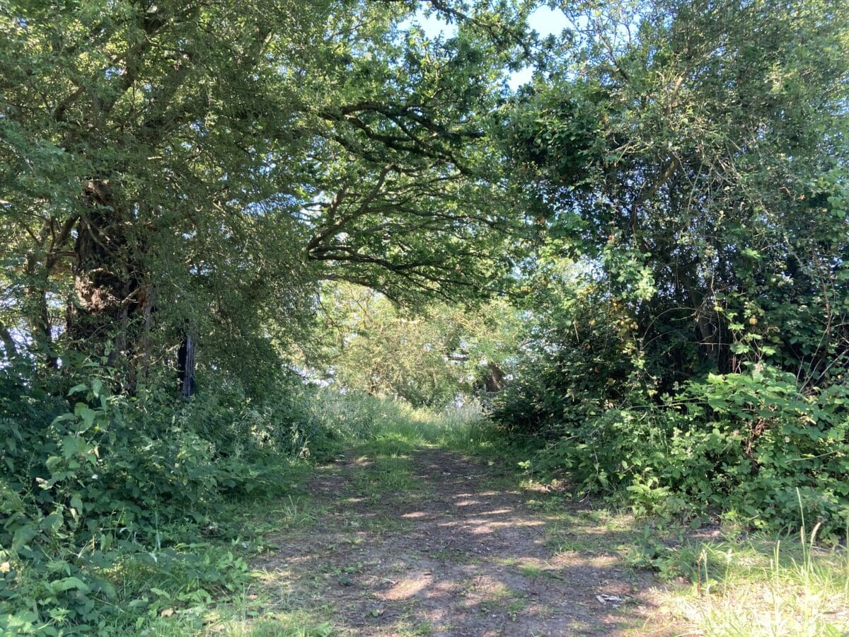 Leafy woodland track on a RAGS countryside walk