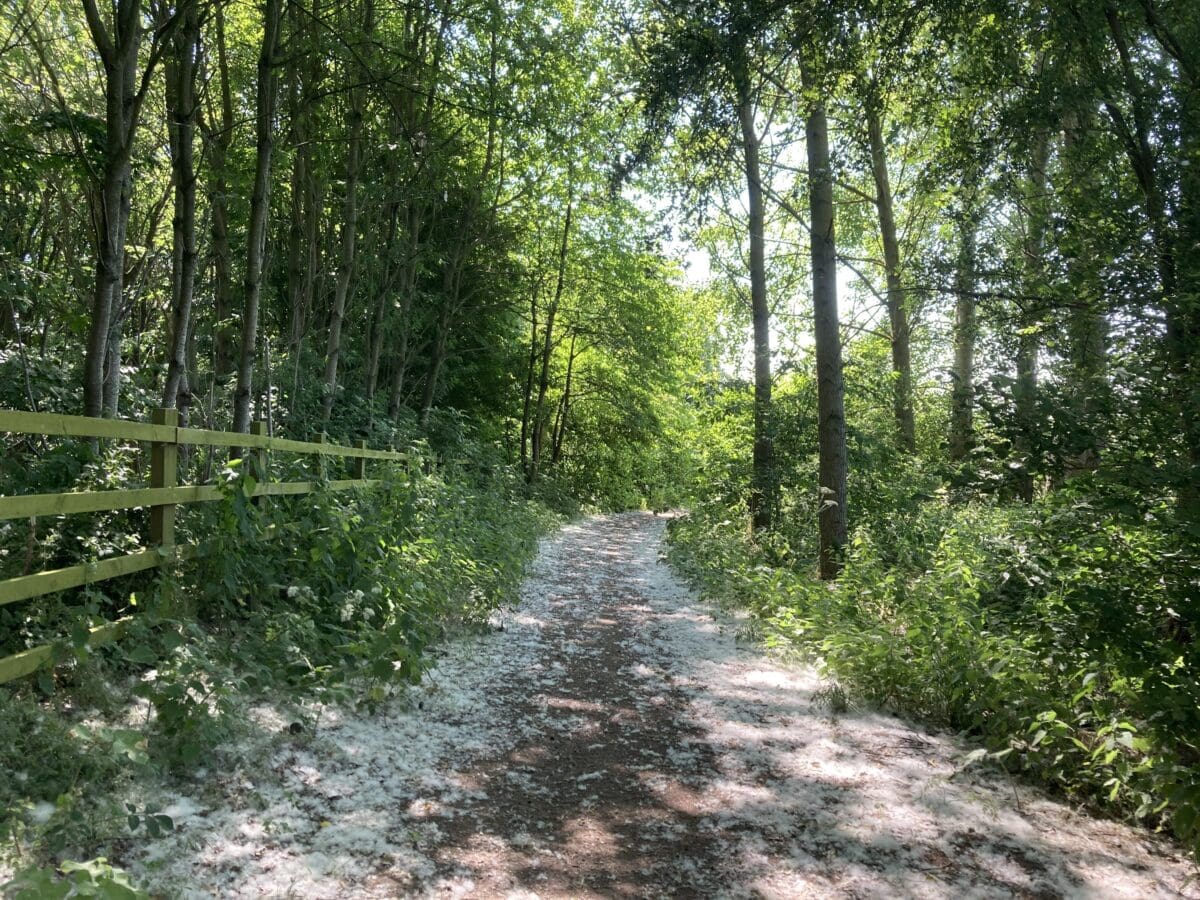 Woodland path scattered with blossom beside a wooden fence
