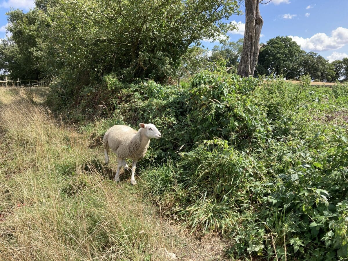 Sheep grazing beside a hedgerow on a countryside walk