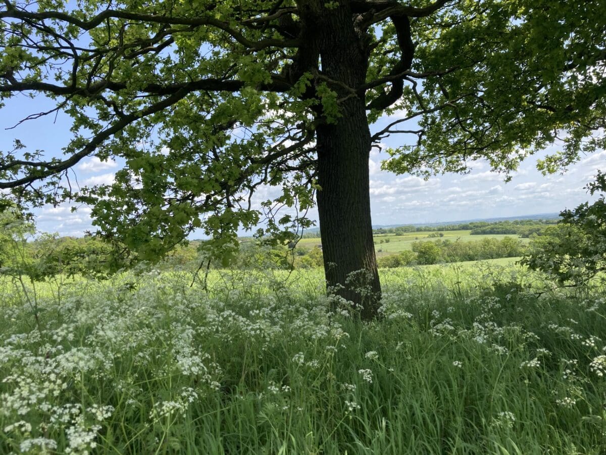 Oak tree and wildflowers on a RAGS countryside walk