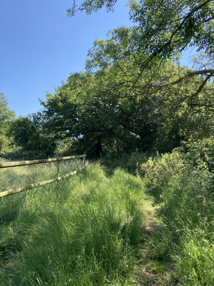 alpacae lane